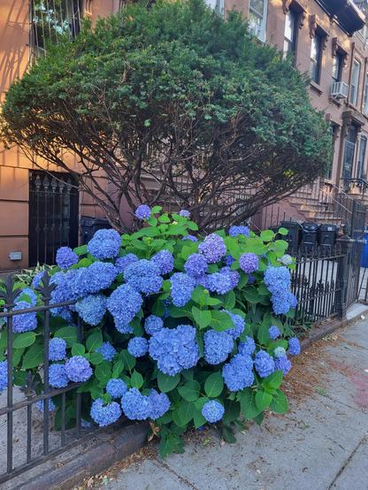 A hydrangea, flowering enthusiastically, in a small urban front garden. This year it's skewing much more blue, by design. 

There's a small yew tree behind it, and it's growing through a low wrought iron fence.